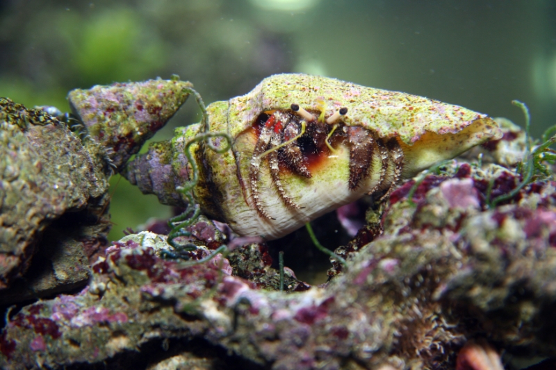 Paguristes cadenati (scarlet hermit crab), Aquarium 1.jpg - Paguristes cadenati (scarlet hermit crab)